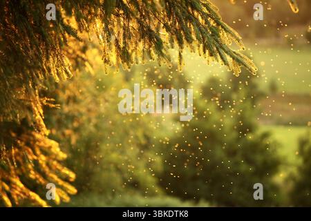 Abend in Jütland, Dänemark. Nahaufnahme von Insekten, die im goldenen Licht unter Kiefernzweigen tanzten. Friedliche ländliche Landschaft, ruhige und romantische Atmosphäre Stockfoto