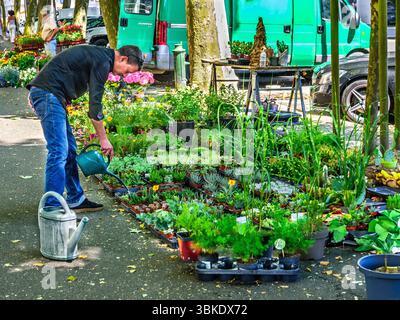 Markthändler, der seine Pflanzen am Markttag in Central Tours, Indre-et-Loire (37), Frankreich, gießt. Stockfoto