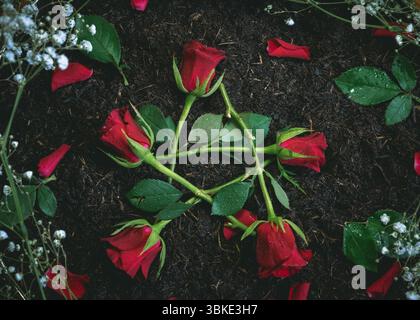 Rote Rosen bilden ein Pentagramm auf dunklem Boden Stockfoto