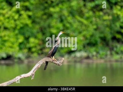 Orientalischer Darter (Anhinga melanogaster) Stockfoto