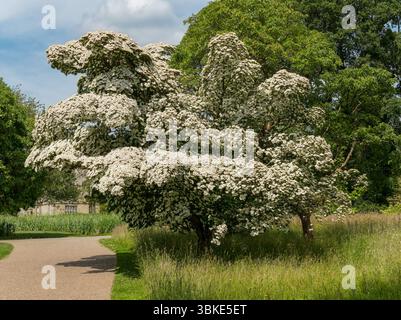 Japanisches Hartholz (Cornus kousa) mit strahlend weißer Blüte in voller Blüte, Juni, RHS Wakehurst, England, Großbritannien Stockfoto