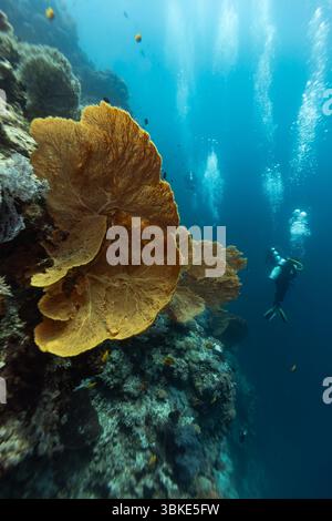 Ein Taucher erkundet ein pulsierendes Korallenriff und beobachtet die vielfältige Unterwasserwelt und die komplexen Formationen des Unterwasser-Ökosystems. Stockfoto