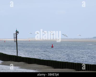 Herde von eurasischen Löffeln (Platalea leucorodia), die über der Somme-Bucht bei Le Hourdel in Frankreich fliegen. Stockfoto