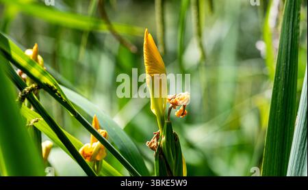 Dundee, Tayside, Schottland, Großbritannien. Juni 2025. Wetter in Großbritannien: Die warme Junisonne im Dundee Caird Park sorgt für eine schöne und doch rätselhafte Landschaft mit Blumen der gelben Iris, auch bekannt als Flags, die um die Teiche in Schottland wachsen. Quelle: Dundee Photographics/Alamy Live News Stockfoto