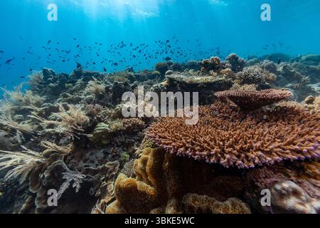 Eine lebendige Unterwasserszene zeigt ein vielfältiges Korallenriff voller Leben. Schwärme von kleinen Fischen schwimmen über den Korallenformationen und schaffen ein dynamisches und farbenfrohes Spektakel. Stockfoto