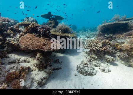 Eine lebendige Unterwasserszene zeigt ein vielfältiges Korallenriff voller Leben. Fischschwärme tummeln sich zwischen den Korallenformationen und schaffen ein dynamisches und farbenfrohes Spektakel. Die Korallen bieten Schutz und Nahrung für die Fische, was die Verflechtung des Riffökosystems unterstreicht. Stockfoto