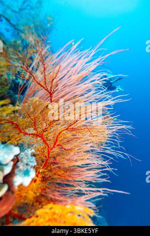 Ein Taucher erkundet die Unterwasserwelt und schwimmt an pulsierenden Meeresfans vorbei. Stockfoto