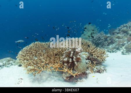 Eine lebendige Unterwasserszene zeigt ein vielfältiges Korallenriff voller Leben. Schwärme kleiner Fische schwimmen um die Korallenformationen und schaffen ein dynamisches und farbenfrohes Spektakel. Die Korallen bieten Schutz und Nahrung für die Fische, was die Verflechtung des Meeresökosystems unterstreicht. Stockfoto