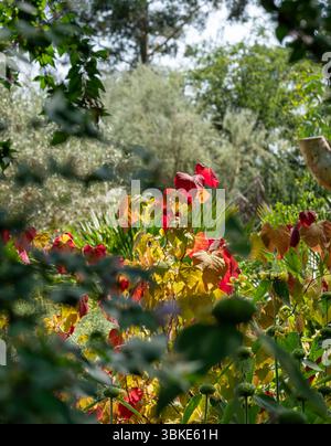 Farbenfroher kleiner Laubbaum Cercis x canadensis „Eternal Flame“, Eastern Redbud, mit atemberaubenden roten, orangen und gelben Blättern, im Wisley Garden, Großbritannien. Stockfoto