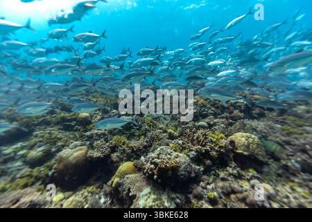 Eine Fischschule schwimmt über einem Korallenriff, wahrscheinlich auf der Suche nach Nahrung oder Unterschlupf. Stockfoto