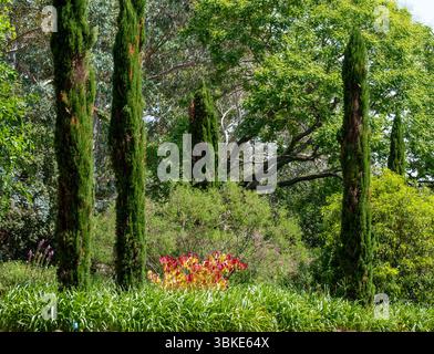 Farbenfroher kleiner Laubbaum Cercis x canadensis „Eternal Flame“, Eastern Redbud, mit atemberaubenden roten, orangen und gelben Blättern, im Wisley Garden, Großbritannien. Stockfoto