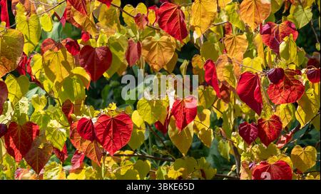 Farbenfroher kleiner Laubbaum Cercis x canadensis „Eternal Flame“, Eastern Redbud, mit roten, orangen und gelben Blättern, fotografiert bei RHS Wisley UK Stockfoto