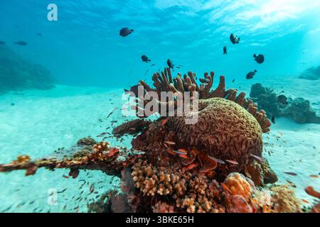 Eine lebendige Unterwasserszene zeigt ein vielfältiges Korallenriff voller Leben, während Schwärme von kleinen Fischen um die Korallenformationen herumsausen und ein dynamisches und farbenfrohes Ökosystem schaffen. Stockfoto