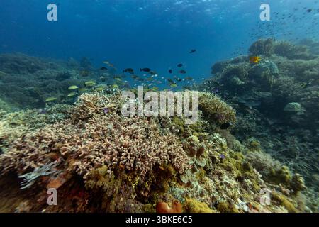 Ein lebhaftes Korallenriff, das von vielfältigen Meereslebewesen wimmelt und die Schönheit und Artenvielfalt der Unterwasserökosysteme zeigt. Stockfoto