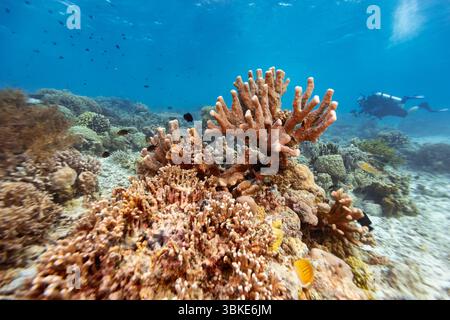 Ein Taucher erkundet ein pulsierendes Korallenriff voller Meereslebewesen und zeigt die Schönheit und Artenvielfalt der Unterwasserökosysteme. Stockfoto