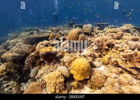 Ein Taucher erkundet ein pulsierendes Korallenriff voller bunter Fische und zeigt die Schönheit und Artenvielfalt der Unterwasserökosysteme. Stockfoto
