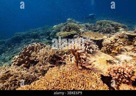 Ein Taucher erkundet ein pulsierendes Korallenriff voller Meereslebewesen und zeigt die Schönheit und Artenvielfalt der Unterwasserökosysteme. Stockfoto
