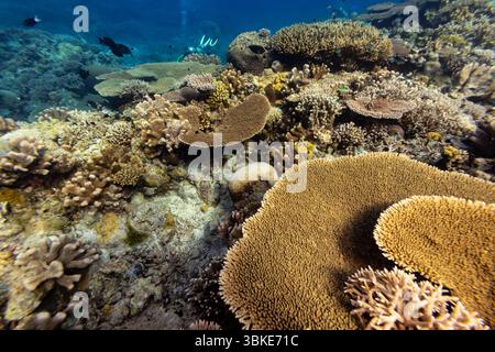 Ein Taucher erkundet ein pulsierendes Korallenriff und beobachtet die vielfältige Unterwasserwelt und die komplizierten Korallenformationen. Stockfoto