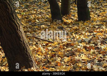 Ein sonniger Waldboden im Herbst, bedeckt mit einem dicken Teppich aus goldenen und braunen Blättern, mit Baumstämmen im Vordergrund. Stockfoto