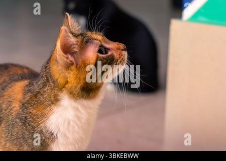 Eine schöne Calico-Katze blickt mit ihren lebhaften Farben nach oben, während eine elegante schwarze Katze im Hintergrund leise beobachtet wird Stockfoto