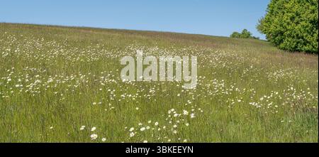 Blühende Gänseblümchenwiesen auf einem sonnigen Hügel mit grünem Gras und blauem Himmel im Frühling oder Sommer Stockfoto