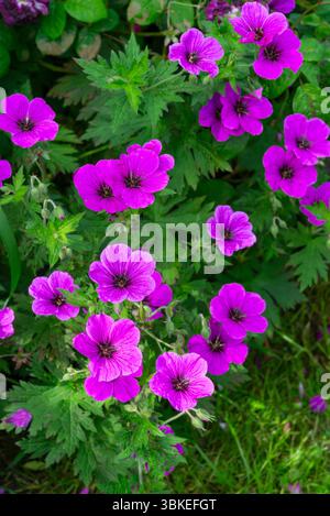 Geranie „Ivan“ ein harter, ausdauernder Kränenschnabel mit leuchtenden magentafarbenen Blüten im Sommer Stockfoto
