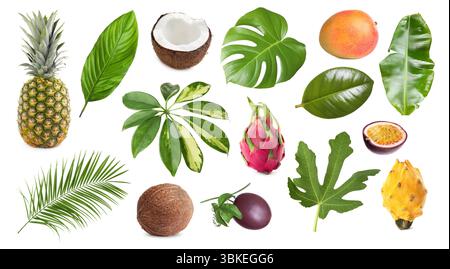 Tropische Blätter und Früchte isoliert auf weiß, Set Stockfoto