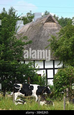 Kuh vor einem traditionellen strohgedeckten Bauernhaus in ländlicher Idylle Stockfoto