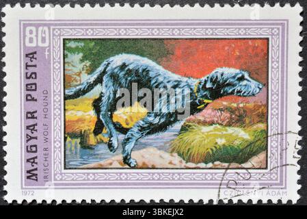 Gestempelte Briefmarke, gedruckt von Ungarn, die irischen Wolfshund (Canis Lupus familiaris) zeigt, um 1972. Stockfoto