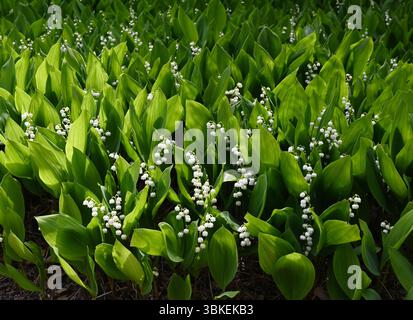 Ein dichter Fleck von Maiglöckchen im Tal (Convallaria majalis) in Blüte, eingebettet zwischen üppig grünem Laub. Die kleinen, weißen, glockenförmigen Blüten heben Elega hervor Stockfoto