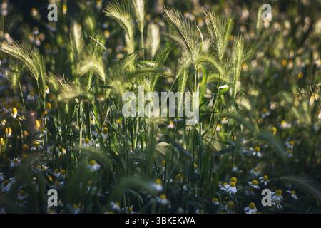 Stimmungsvolle Nahaufnahme von wildem Gras und kleinen weißen Kamillenblüten auf einer sonnendurchfluteten Wiese mit weichem goldenem Bokeh. Stockfoto