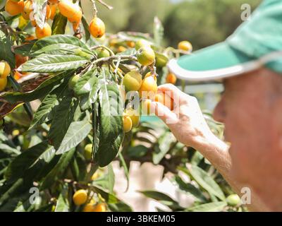 Älterer Mann, der reife Loquats von einem Obstbaum in einem sonnendurchfluteten Obstgarten pflückt, veranschaulicht häusliche Gartenarbeit und ökologische Landwirtschaft. Stockfoto