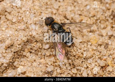 Villa sp. Fly, Mitglied von Banded Bee Flies (Tribe Villini) Stockfoto