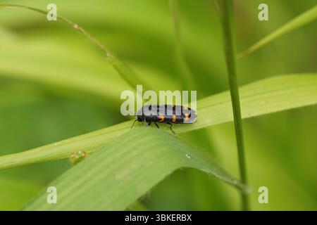 Prachtkäfer, Ptosima undecimmaculata auf Grasblättern. Familie Buprestidae. Frankreich, Juni. Stockfoto