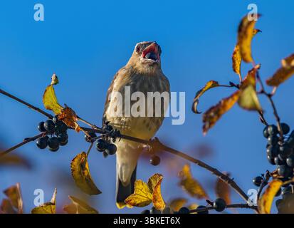 Ein junger Zedernwachs, der gerade dabei ist, eine große Beere von einem Chokeberry Tree zu schlucken, von dem er sich in der Herbstsaison ernährt. Stockfoto