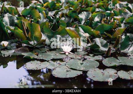 Eine einzige weiße Lotusblüte in einem Meer von Lilienpads Stockfoto