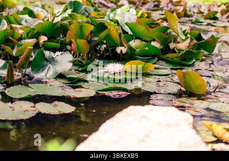 Grüne Lilienwerbung umgeben einen blühenden Lotus von einem Felsenbarsch Stockfoto