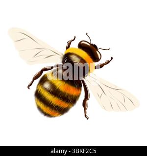 Aquarellillustration einer Hummel mit flauschigem Körper, schwarzen und gelben Streifen und durchscheinenden Flügeln. Eine charmante, detaillierte Darstellung einer Biene in A Stockfoto