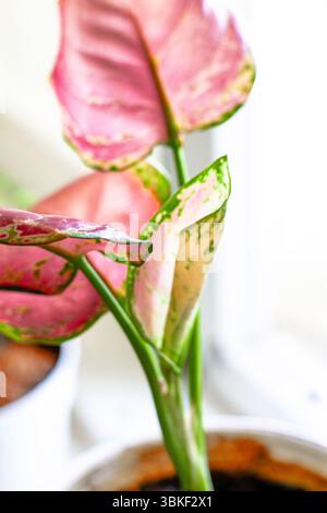 Das Indoor-Pflanzenaglonema steht in einem Topf auf der Fensterbank Stockfoto