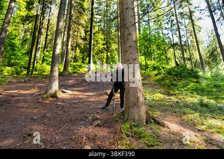 Ein Tourist ruht sich aus und blickt auf, während er sich auf einen Stock in der Nähe einer Kiefer in einem Bergwald lehnt. Stockfoto
