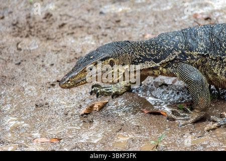 Asiatischer Wassermonitor - Varanus salvator Stockfoto
