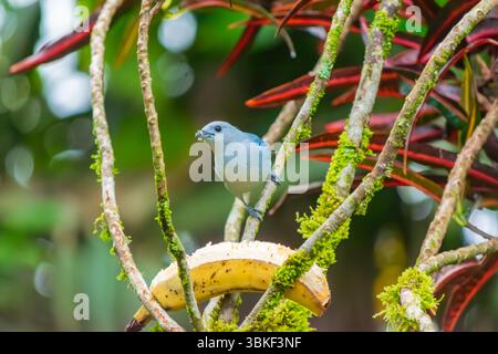 Nahaufnahme eines blau-grauen Tanagers (Thraupis episcopus) mit Banane auf dem Schnabel nach der Fütterung, der auf einem moosigen Zweig in einem tropischen Wald thront. Vertikal c Stockfoto