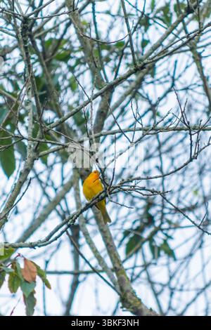 Vertikales Bild eines Safranfinks (Sicalis flaveola), der zwischen Waldästen thront. Ein lebendiger gelber Vogel in einer natürlichen Waldlandschaft, perfekt für W Stockfoto