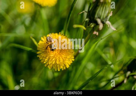 Gelbe Löwenzahnblüte. Löwenzahn-Samenköpfe. Weiße Löwenzahnblume aus nächster Nähe. Naturhintergrund. Flauschige Blume. Flauschiger Löwenzahnkopf. Natur Backgr Stockfoto
