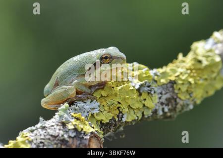 Europäischer Baumfrosch (Hyla arborea) sitzt auf einem Flechtenzweig in seiner natürlichen Umgebung, Nahaufnahme, Nationalpark Neusiedler See, Burgenland, Au Stockfoto