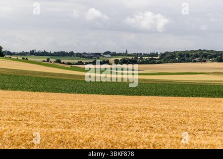 Eine ausgedehnte landwirtschaftliche Landschaft in der Nähe von Saintes mit alternierenden Getreide- und Maisfeldern und einem Kirchturm am Horizont. Die offene, sanft geschwungene Landschaft der Saintonge ist eines der am intensivsten bewirtschafteten Gebiete Westfrankreichs. Malerische Landschaft in der Region Cognac. Route de Saint-Thomas, Saintes, Charente-Maritime, Nouvelle-Aquitaine, Frankreich Stockfoto