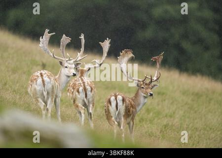 Damhirsche (Dama dama) auf einer Wiese, tirol, Kitzbühel, Wildpark Aurach, Österreich, Europa Stockfoto