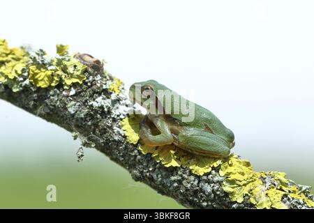 Europäischer Baumfrosch (Hyla arborea) sitzt auf einem Flechtenzweig in seiner natürlichen Umgebung, Nahaufnahme, Nationalpark Neusiedler See, Burgenland, Au Stockfoto