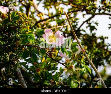 Hagebuttenblume. Blühender Hagebuttenbusch an einem sonnigen Sommertag, Nahaufnahme. Zart rosa Blüten auf einem Zweig von Hagebutten. Stockfoto