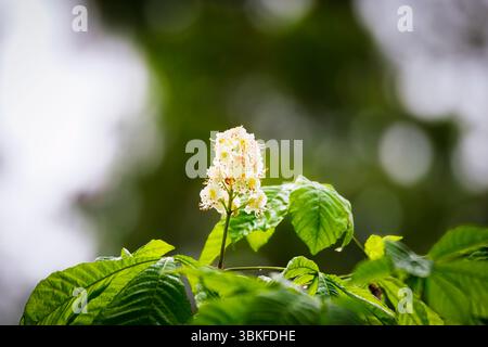 Schöne Blumen auf einem Rosskastanienbaum vor blauem Himmel mit Kopierraum, Northumberland 2025 Stockfoto